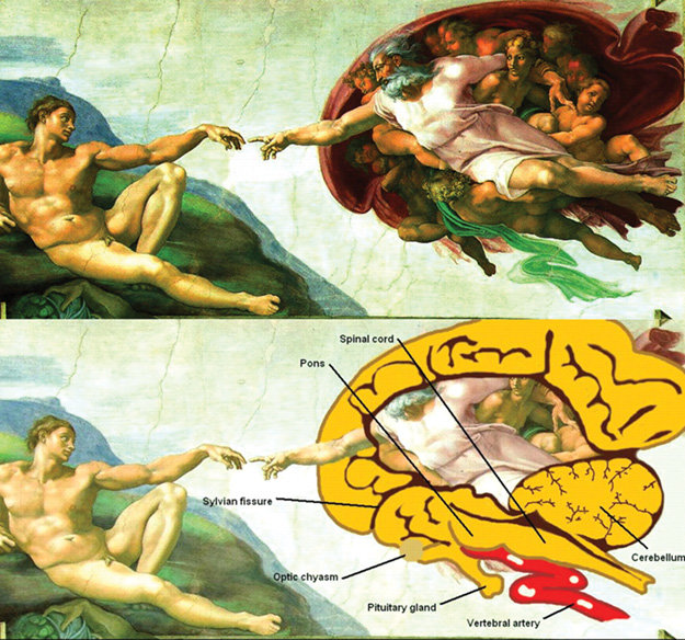 Arriba: Fragmento de “La creación del Adán”, de Michelangelo, en la Capilla Sixtina (1508-15129). Abajo: sección sagital de un cerebro humano. Se sabe que Miguel Angel diseccionaba cadáveres para adquirir conocimientos de anatomía. Fuente.