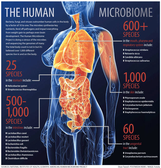 El proyecto del microbioma humano: 1000 especies en la piel, 600+ especies en boca y pulmones, 500-1000 en el intestino, 60 en el tracto genito-urinario, 25 en el estómago. Fuente.