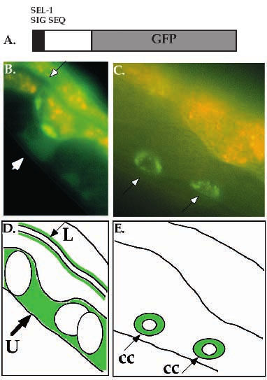 Un ejemplar de C. elegans tuneado posa para nosotros, expresando una variante verde de la molécula fluorescente GFP en su intestino. Fuente.