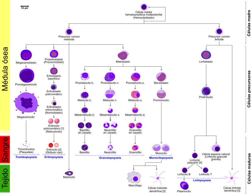 Árbol de generación de células sanguíneas, o hematopoyesis. Fuente.