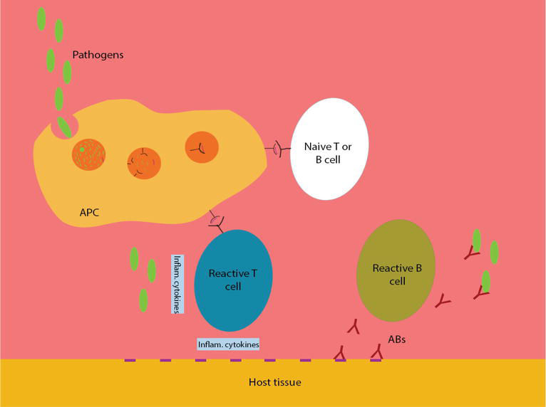 Mímica molecular. Un patógeno se presenta a células inmunes B y T, que comienzan una reacción inmune. Las células B reactivas generan anticuerpos que atacan no sólo a los patógenos, sino también a tejidos del anfitrión. Fuente.