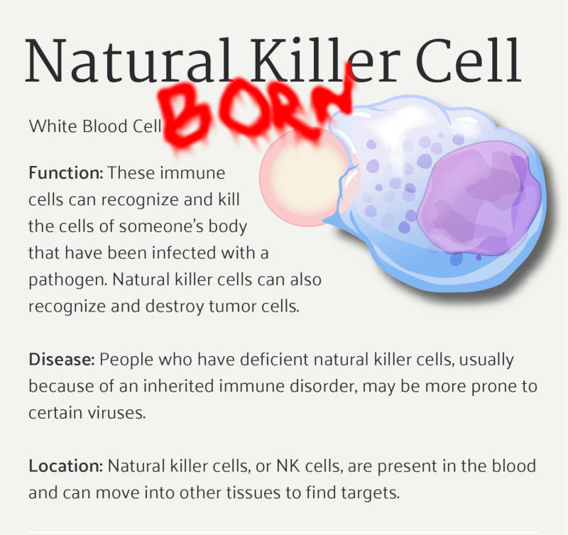 Células asesinas, parte del sistema inmune. Su función es localizar y eliminar células infectadas o cancerígenas. Fuente original.
