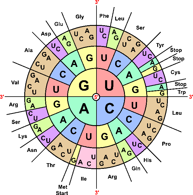 Tabla de transcripción del código genético. Cada par de bases se muestra en un círculo concéntrico, de dentro a fuera, y el aminoácido resultante en el exterior. Fuente.
