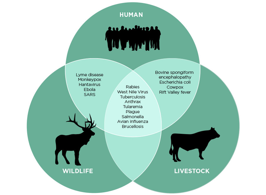 La especie humana tiene contacto con todo tipo de ecosistemas y de animales domésticos, que pueden terminar contagiándonos sus enfermedades. Fuente.