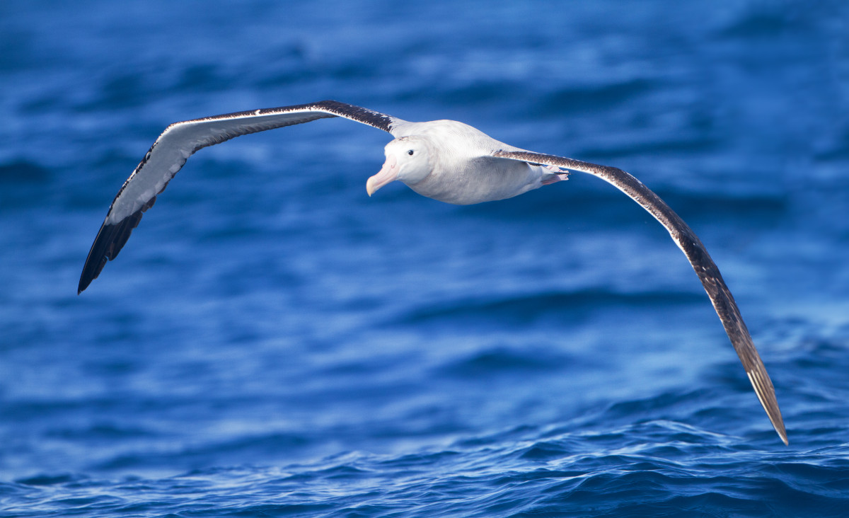 A soaring albatross. Source: JJ Harrison.