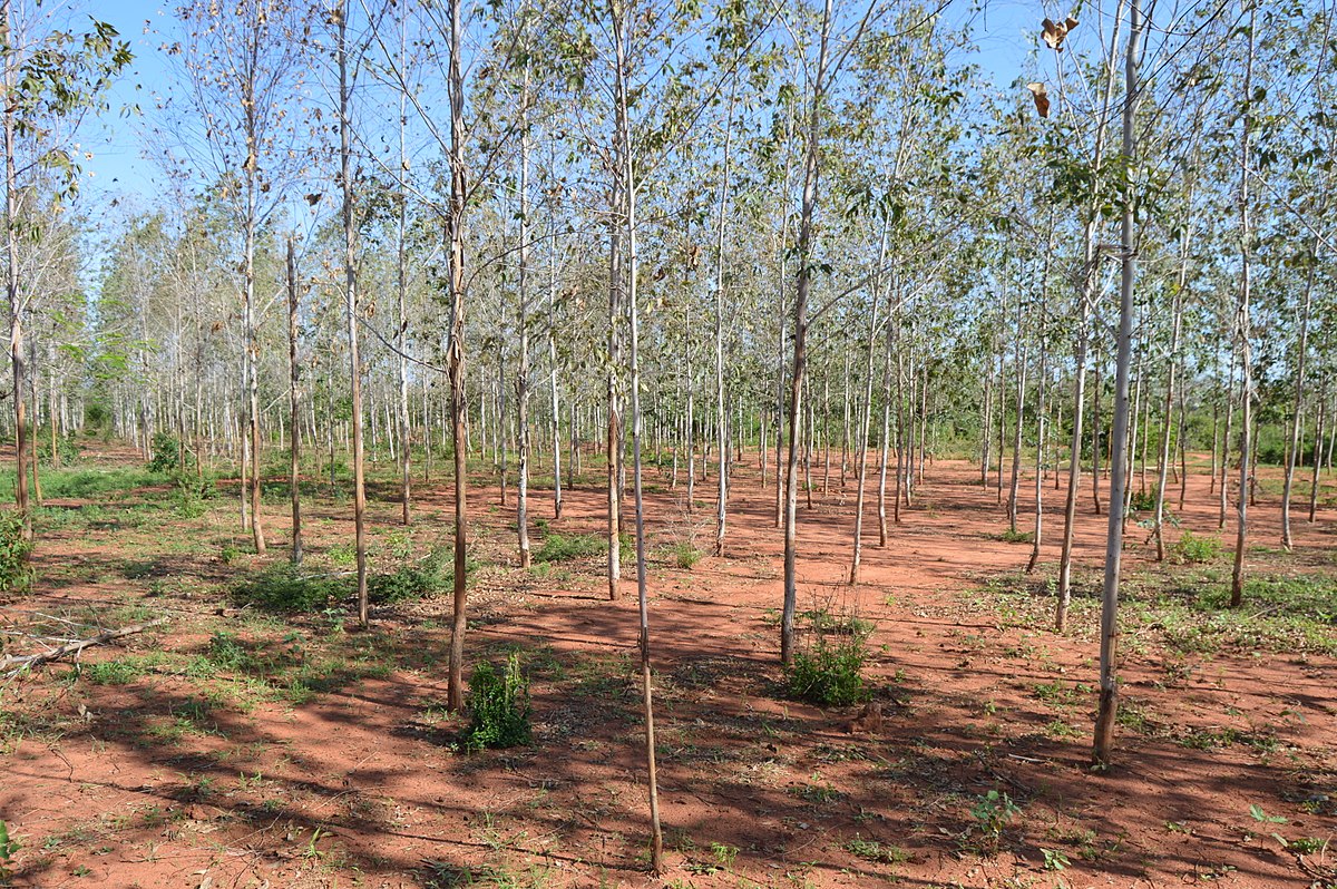 Forestation at Dzikunze Kilifi. Source: Chris Obiero.