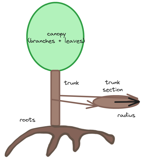 A simplified tree. Source: the author